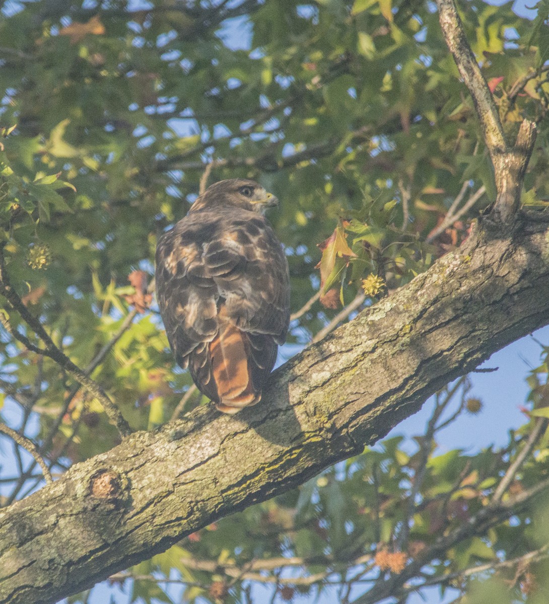 Red-tailed Hawk - ML377248201