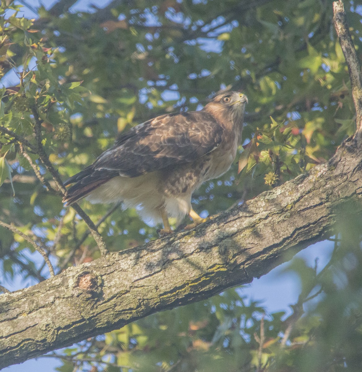 Red-tailed Hawk - ML377248211