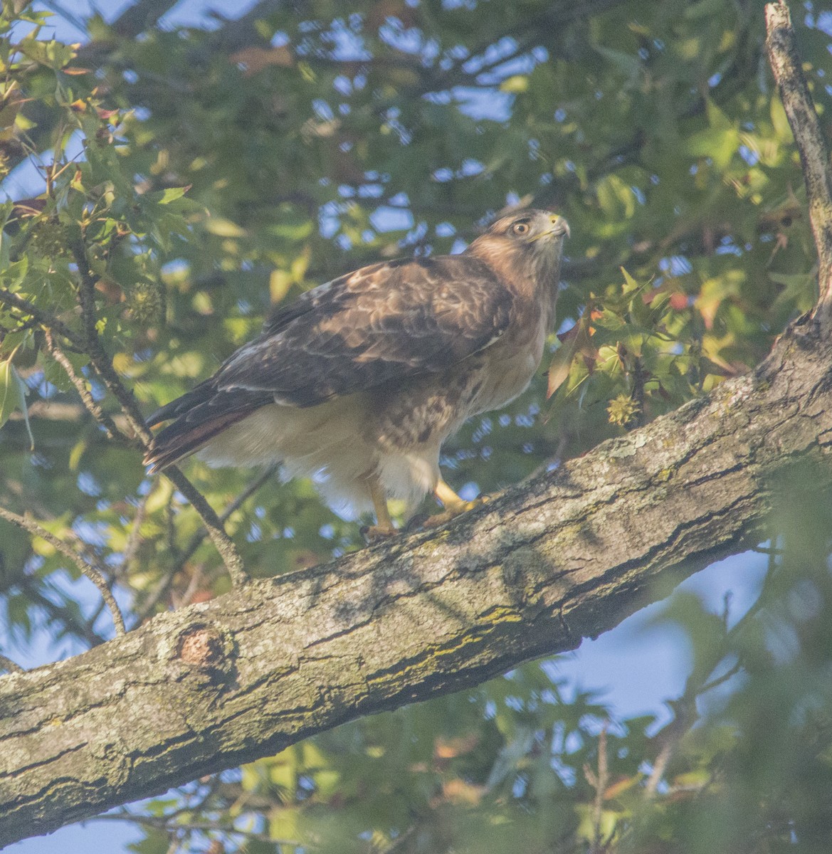 Red-tailed Hawk - Michael Sprintz