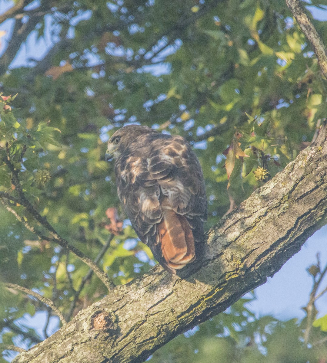 Red-tailed Hawk - ML377248261