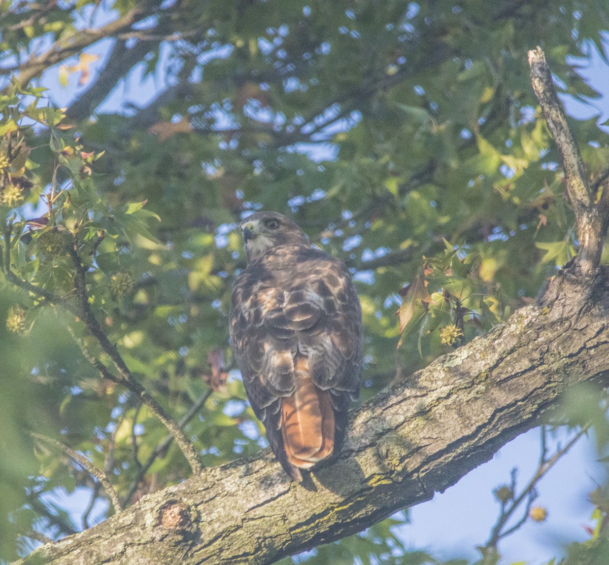 Red-tailed Hawk - ML377248281