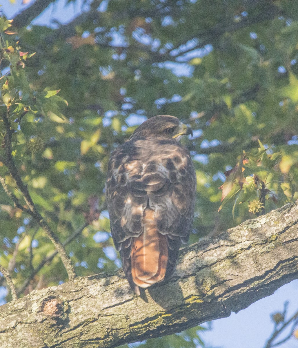 Red-tailed Hawk - ML377248311