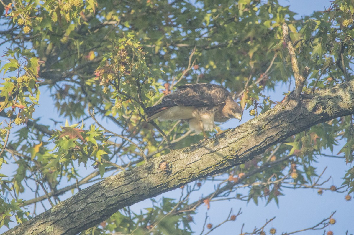 Red-tailed Hawk - ML377248341
