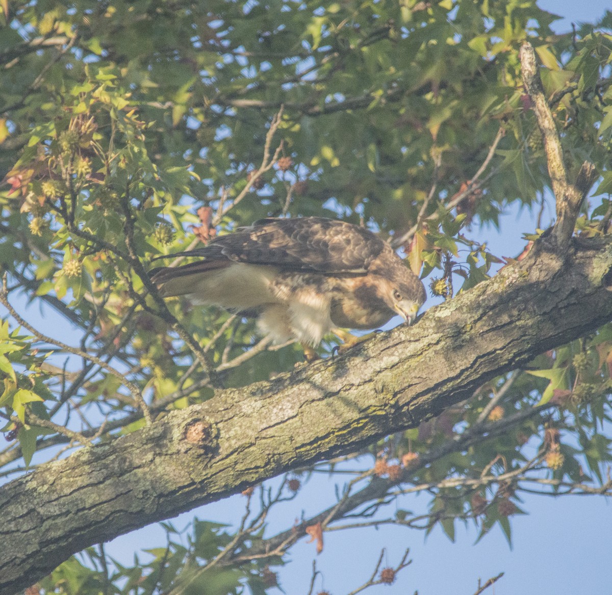 Red-tailed Hawk - ML377248381