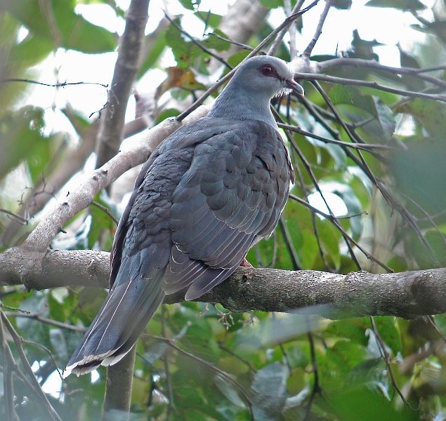 Sombre Pigeon - Pete Morris