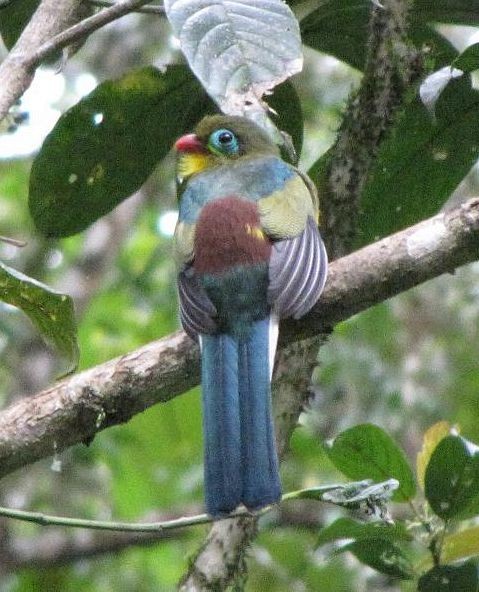 Sumatran Trogon - Ding Li Yong