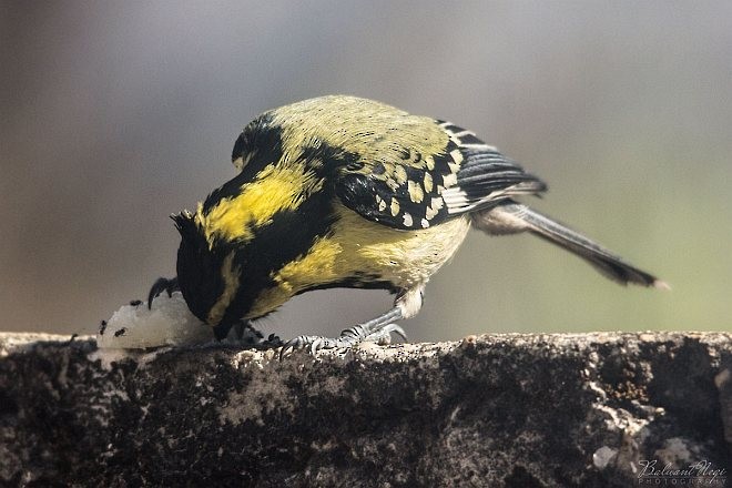 Mésange à joues jaunes - ML377249781