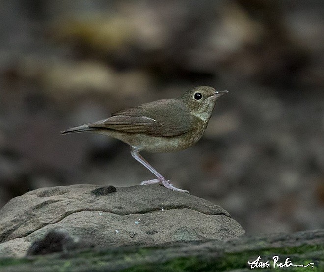 Siberian Blue Robin - ML377249901