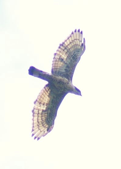 Blyth's Hawk-Eagle - ML377250521
