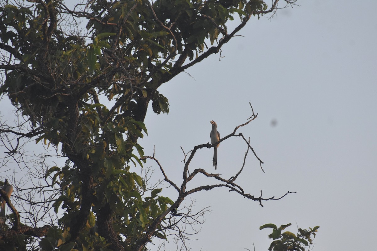 Indian Gray Hornbill - ML377250771