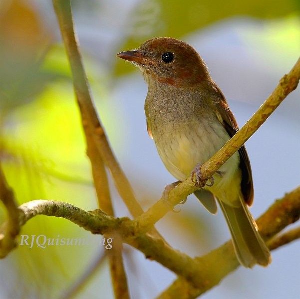 Green-backed Whistler - Ramon Quisumbing