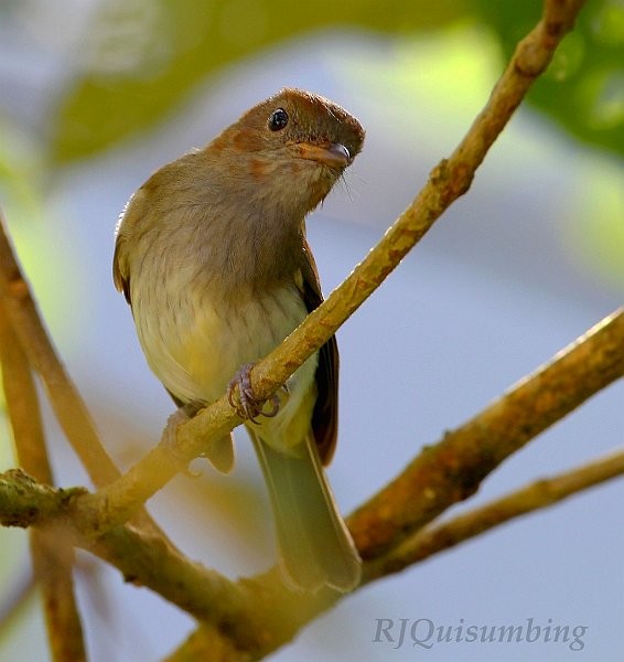 Green-backed Whistler - ML377253091