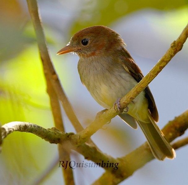 Green-backed Whistler - Ramon Quisumbing