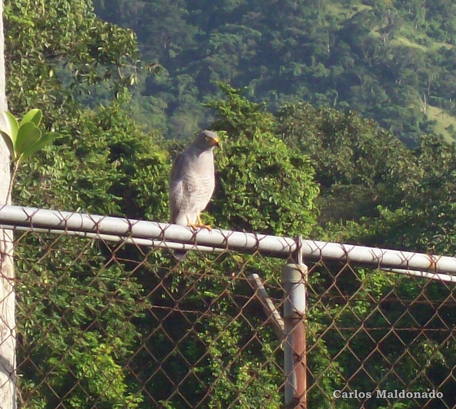 Roadside Hawk - Carlos Eduardo Maldonado Amaya