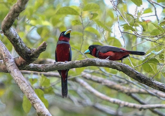 Black-and-red Broadbill (Black-and-red) - ML377254371