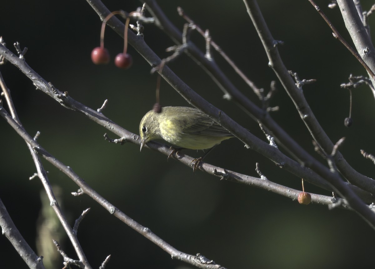 Palm Warbler - ML377254831