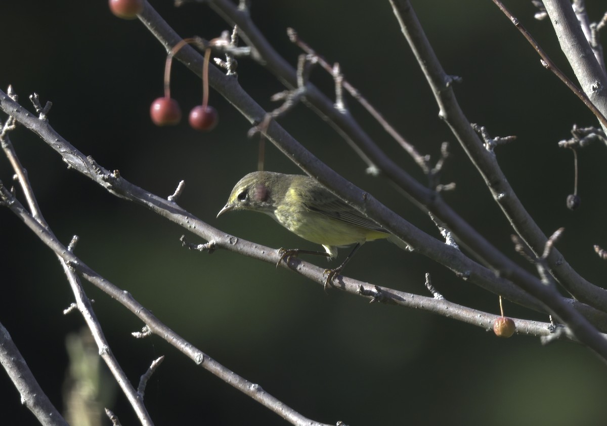 Palm Warbler - ML377255241