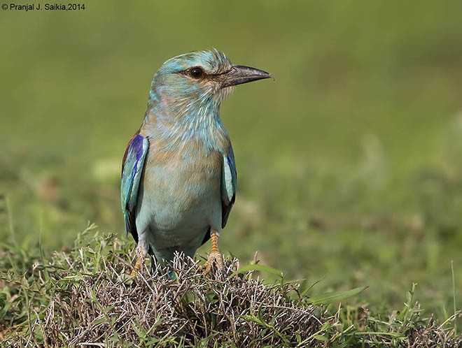 European Roller - ML377255511