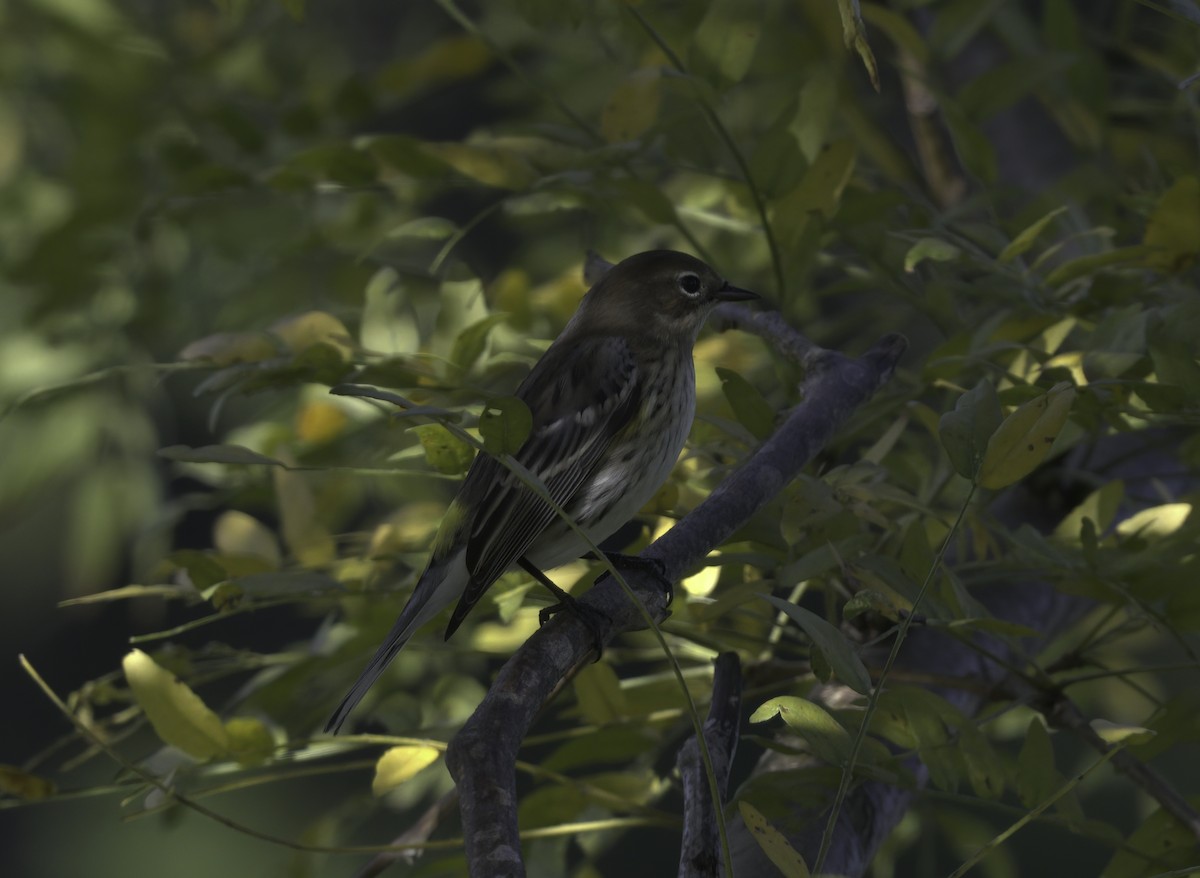 Yellow-rumped Warbler - Saverio DeGiorgio