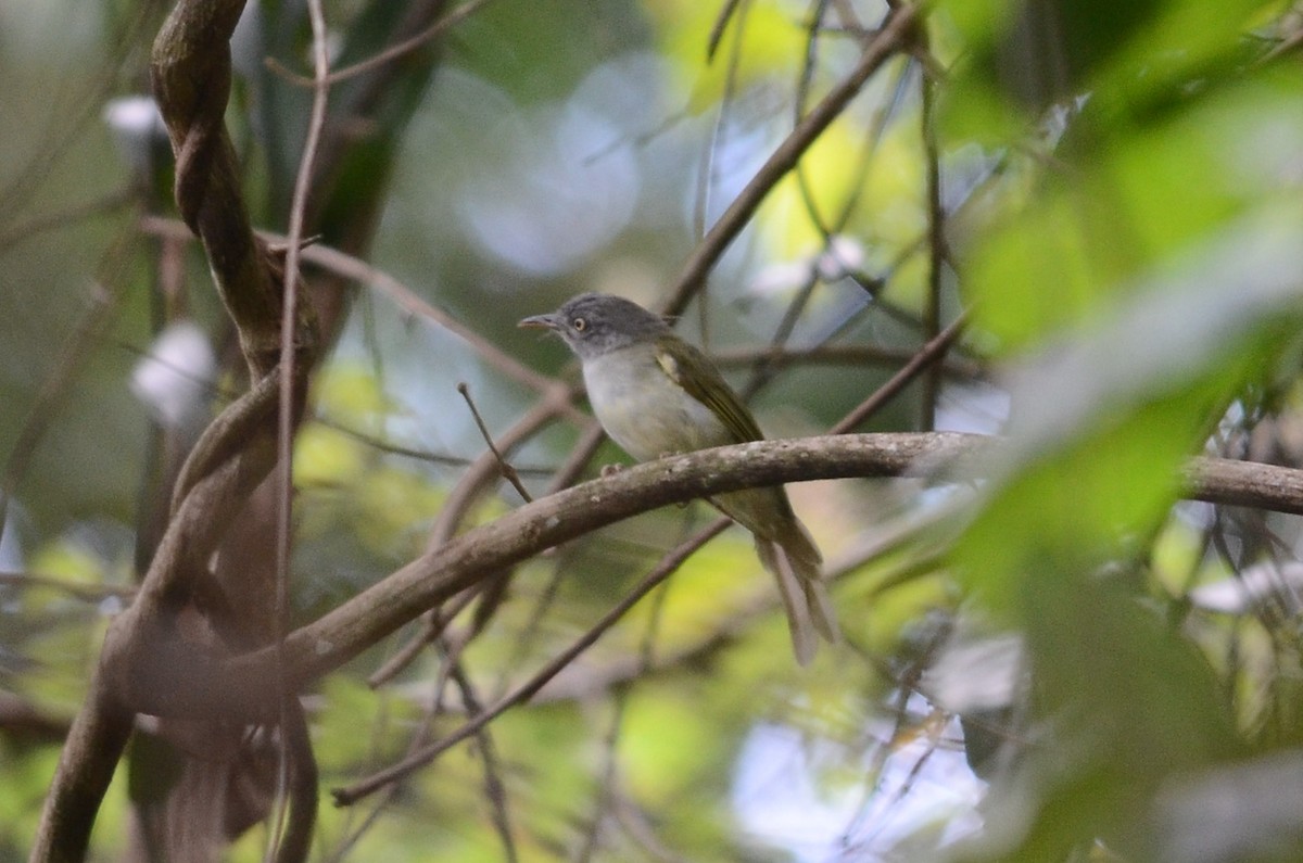 Tiny Greenbul - Nikolaj Mølgaard Thomsen