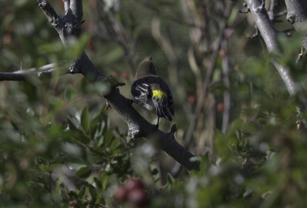 Yellow-rumped Warbler - ML377256331