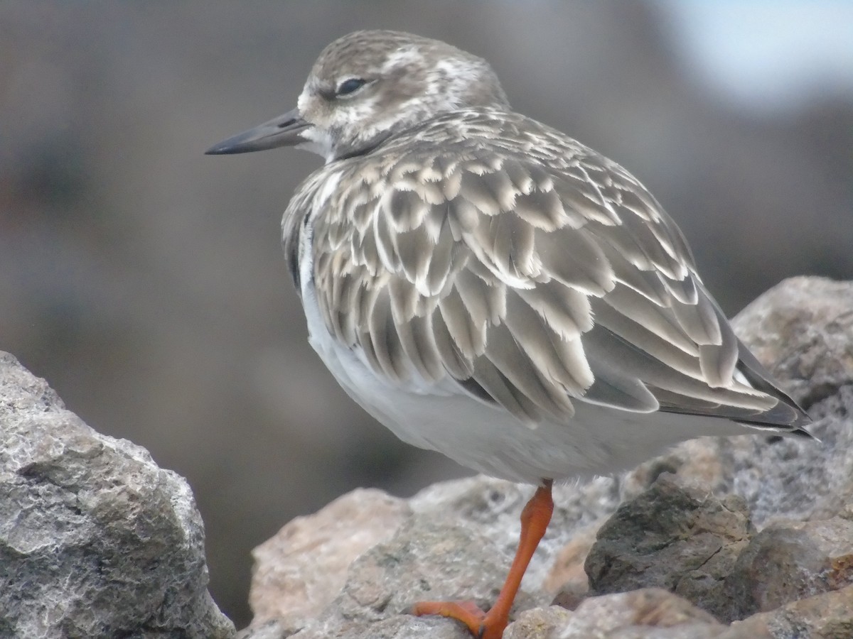 Ruddy Turnstone - ML377258391