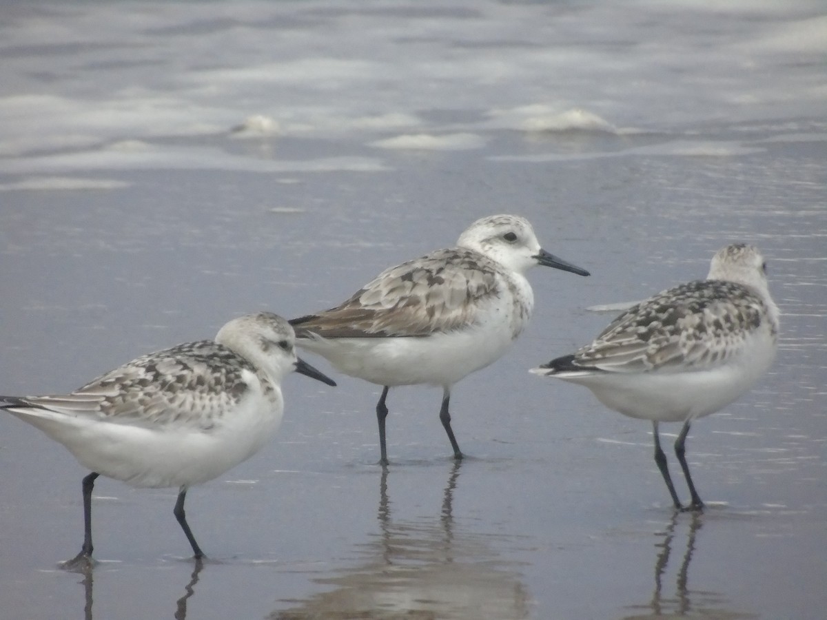 Sanderling - ML377259291