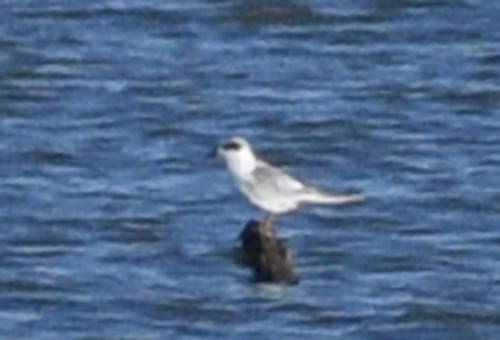 Forster's Tern - ML377259331