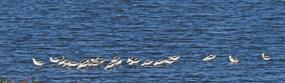 Avoceta Americana - ML377259551