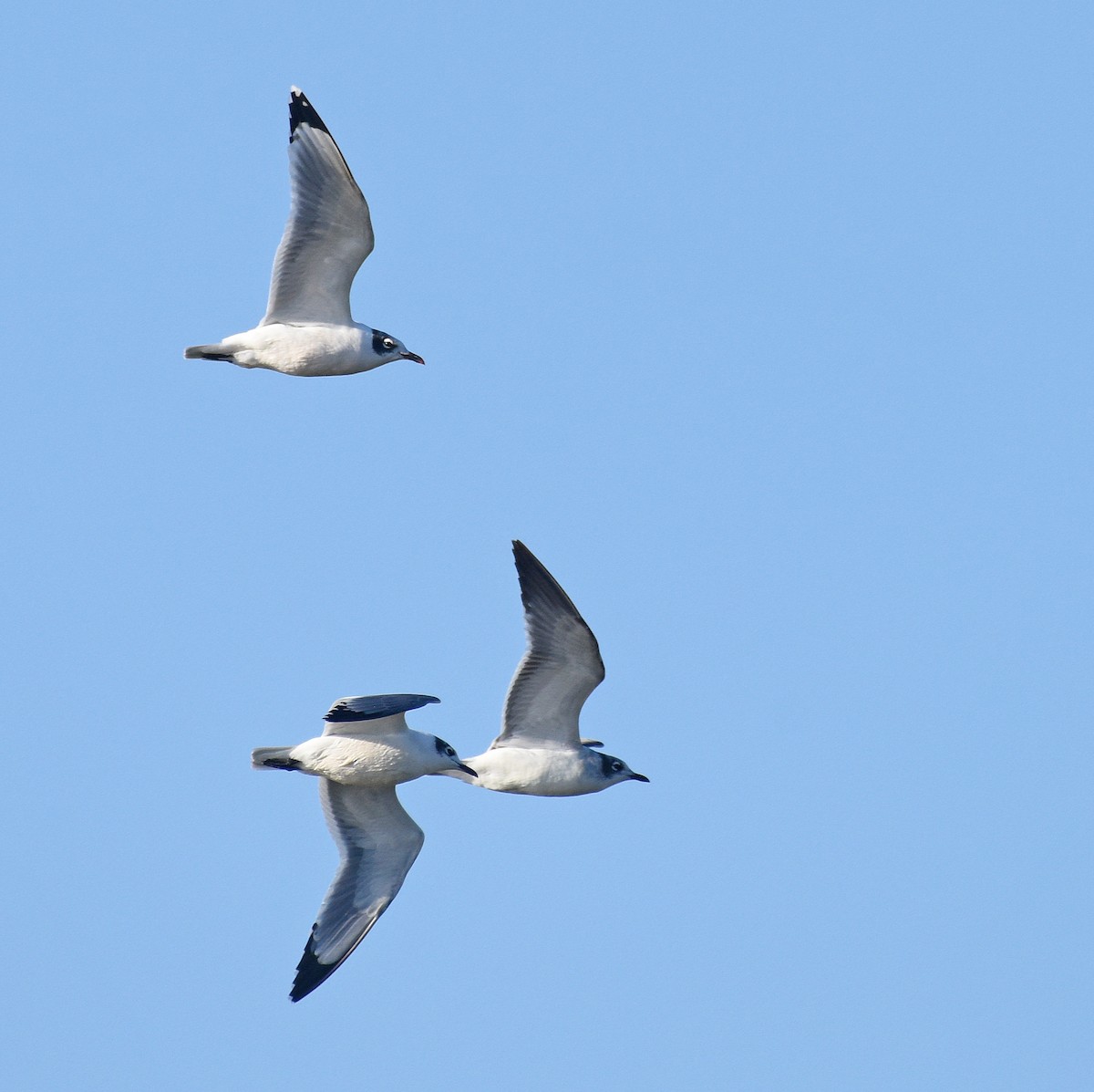 Franklin's Gull - ML377259741