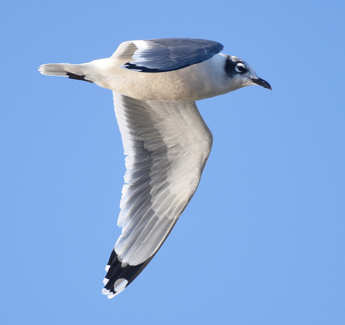 Franklin's Gull - ML377259781