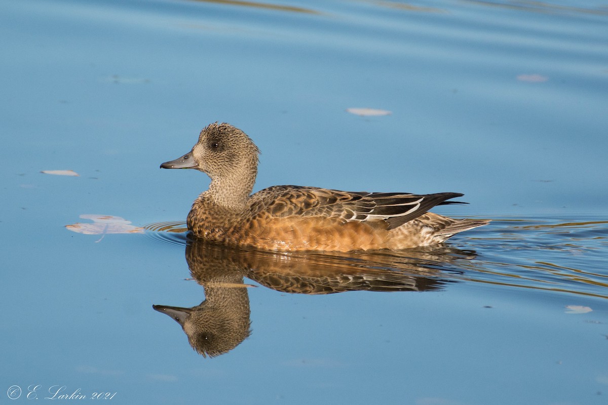 American Wigeon - ML377259861