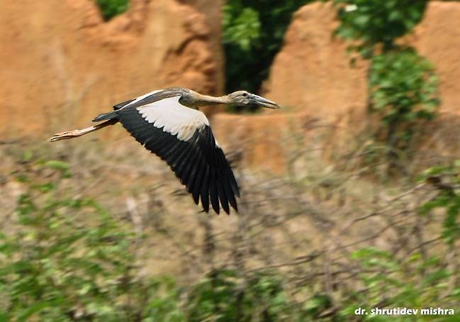 Asian Openbill - ML377261481