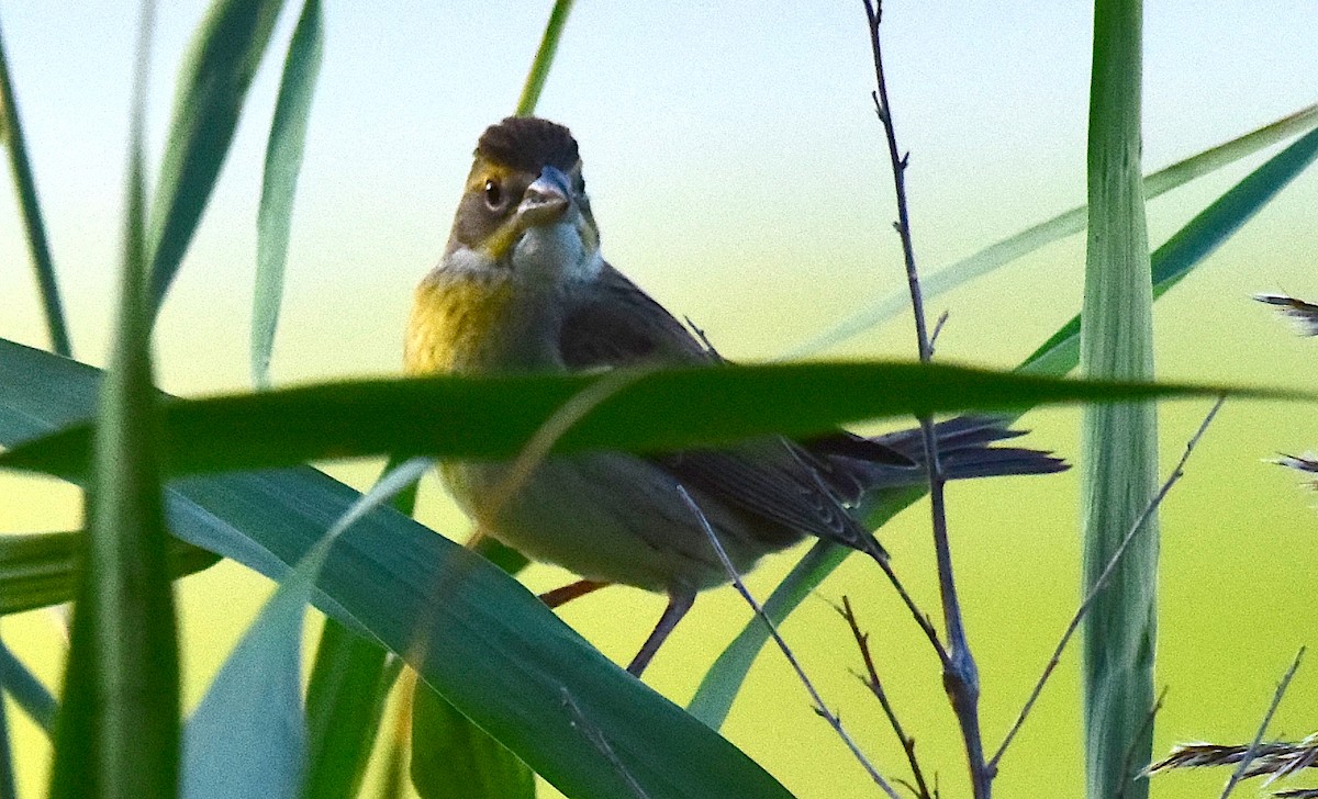 Dickcissel - ML377261701