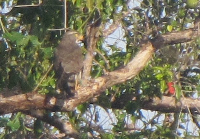 Gray-faced Buzzard - ML377261981