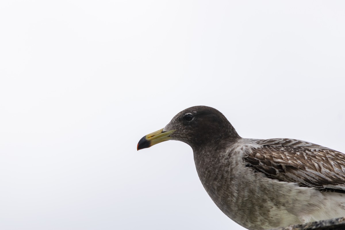 Belcher's Gull - Amer Fernández Dávila Angulo