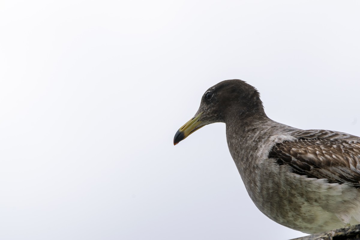 Gaviota Simeón - ML377262751