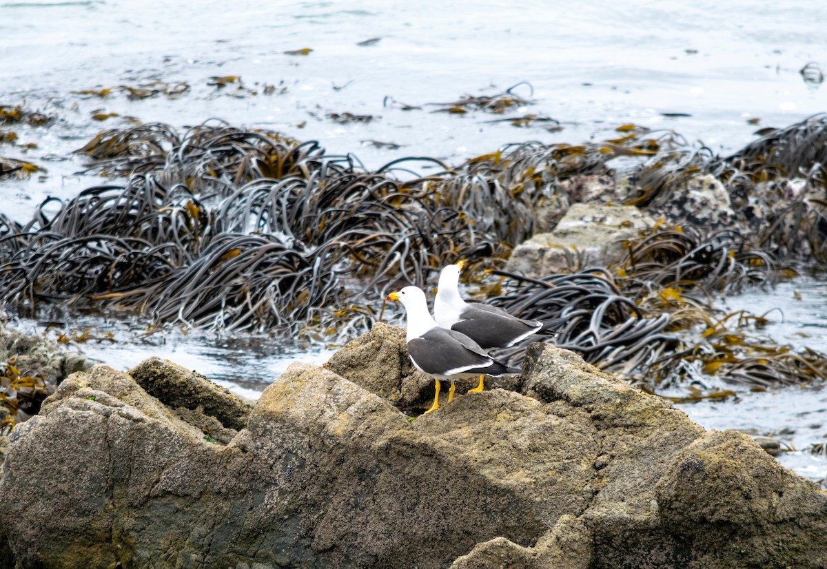 Belcher's Gull - Amer Fernández Dávila Angulo