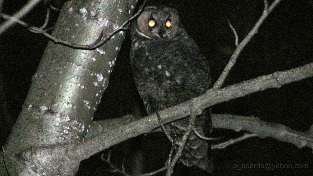 Long-eared Owl - ML37726551