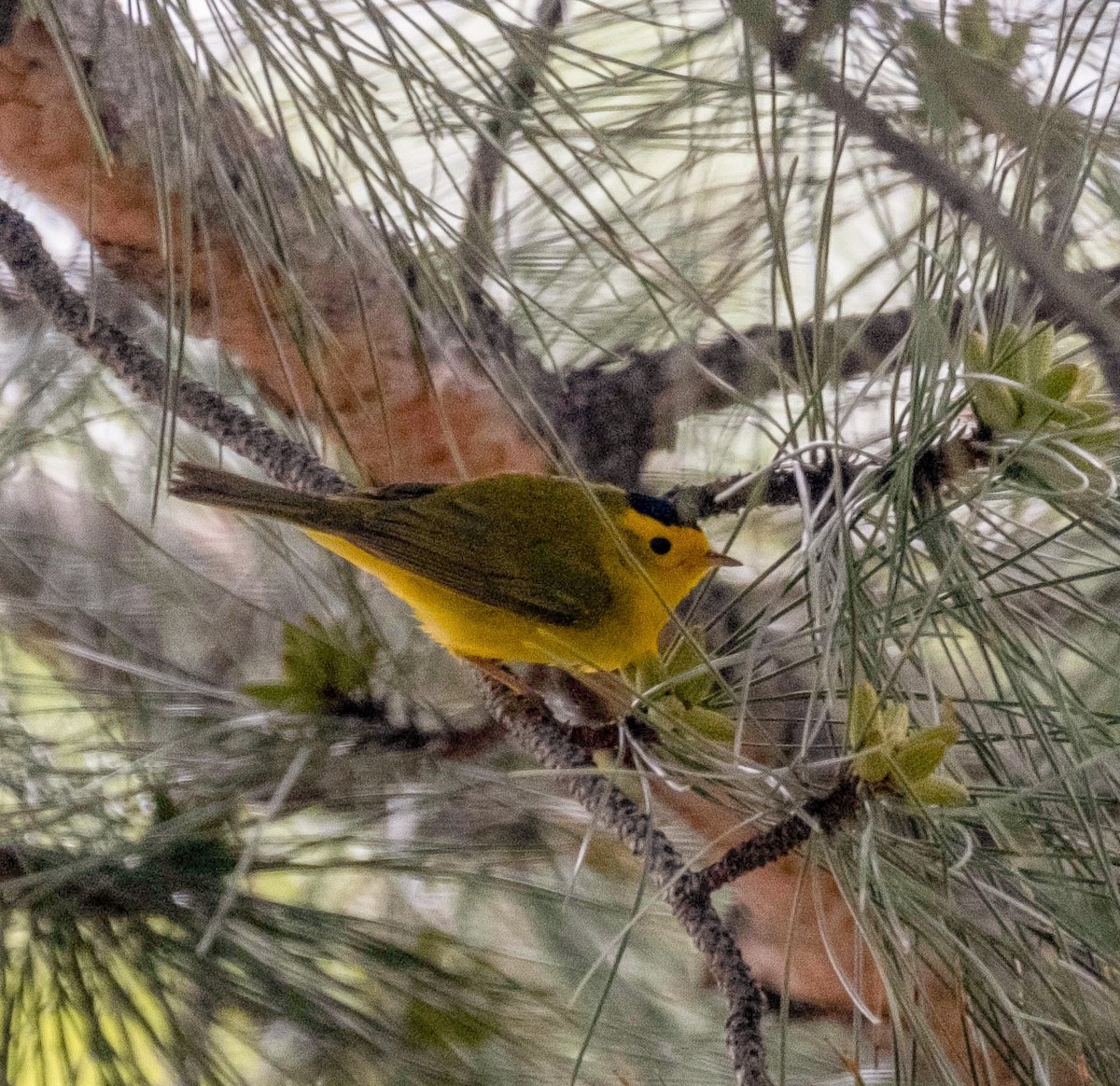 Wilson's Warbler - ML377265581