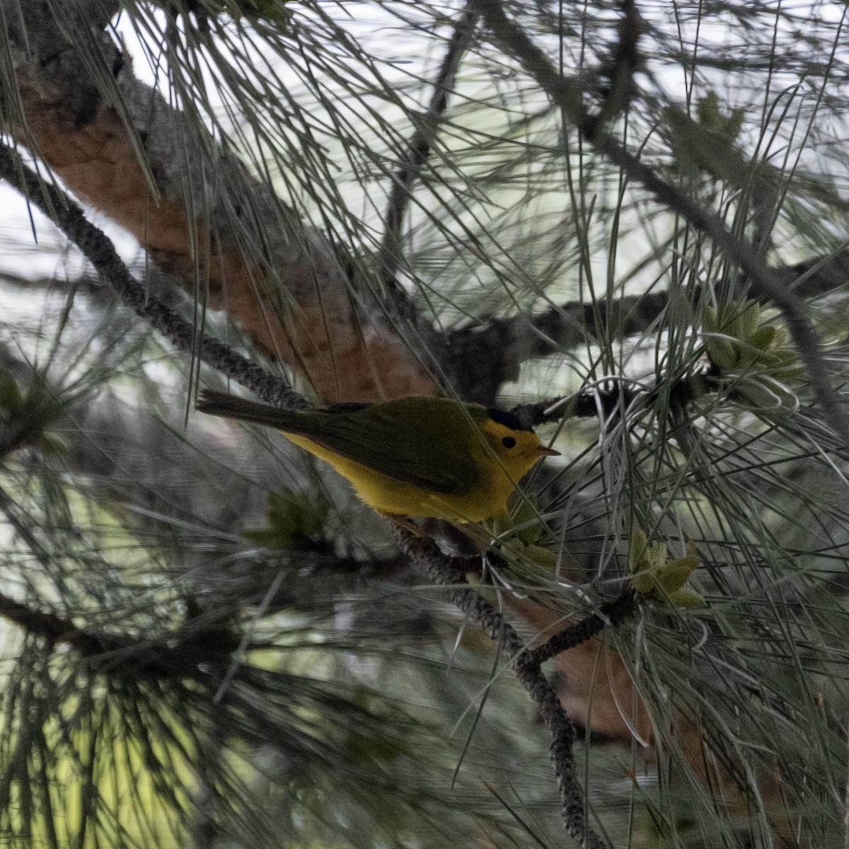 Wilson's Warbler - Krista Hinman