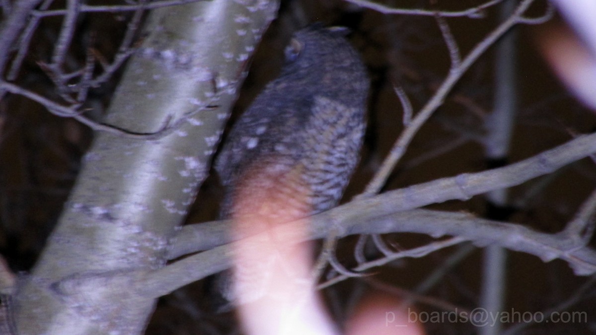 Long-eared Owl - ML37726561