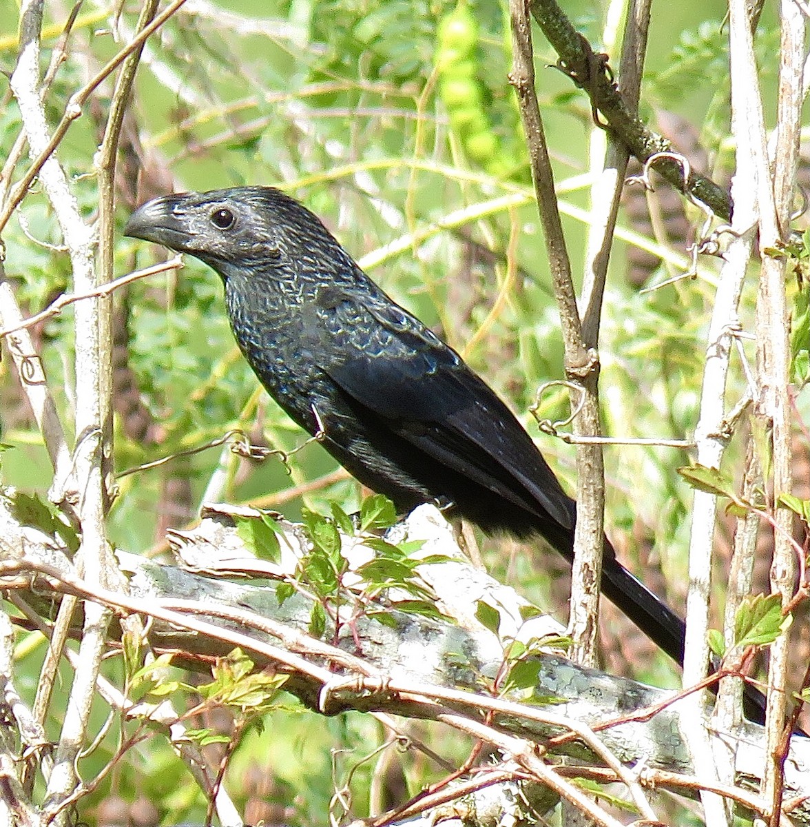 Groove-billed Ani - Liz Evans