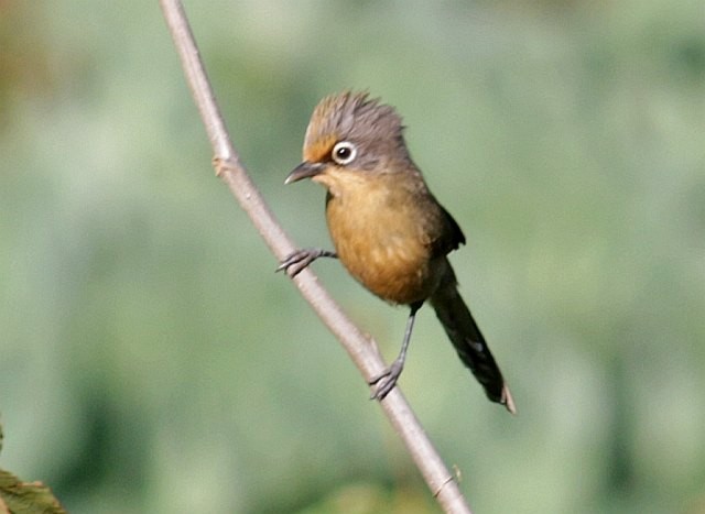 Spectacled Barwing (Eastern) - ML377265771