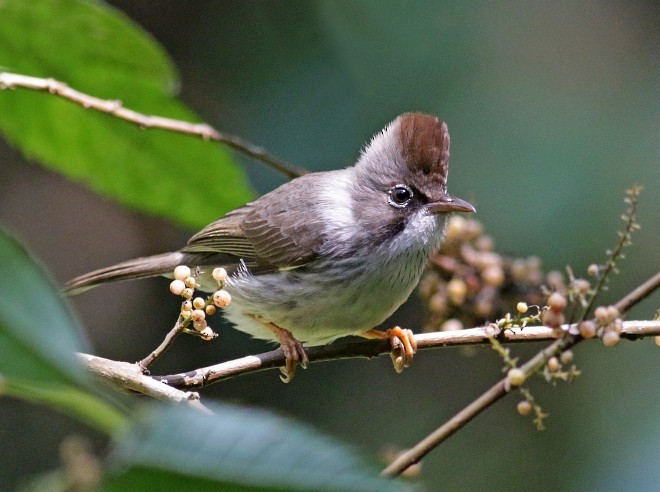 Burmese Yuhina - David Fisher