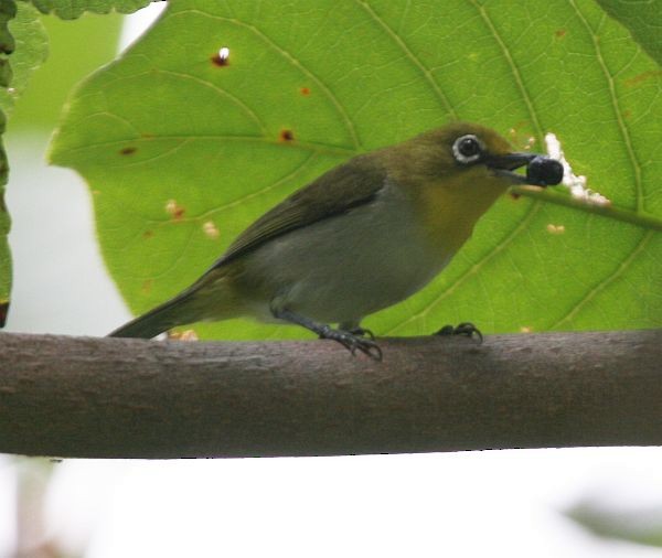 Lowland White-eye - ML377266501