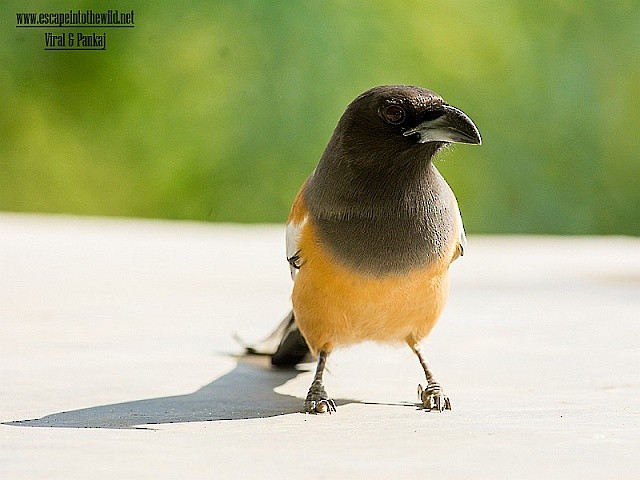 Rufous Treepie - ML377266551