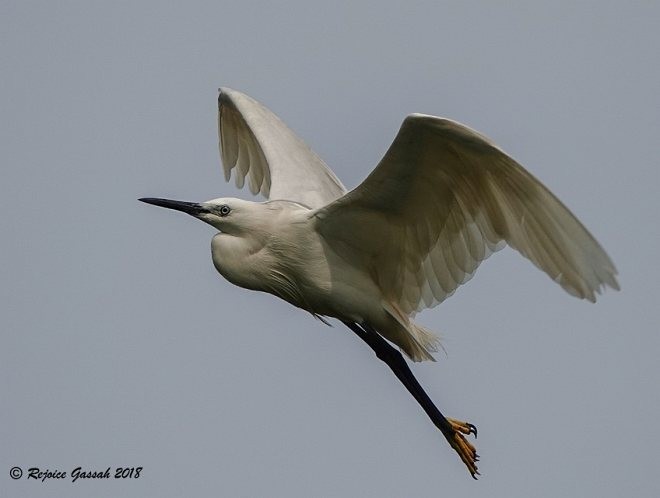 Little Egret (Western) - ML377267191