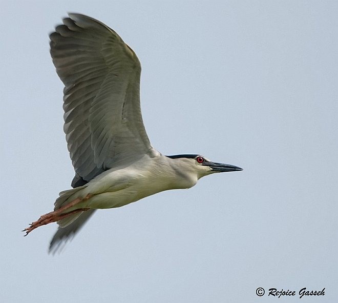 Black-crowned Night Heron (Eurasian) - ML377267241