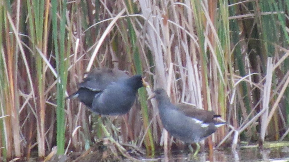 Gallinule d'Amérique - ML377267581